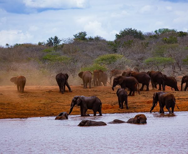 2 Days Safari  Tsavo  East National Park