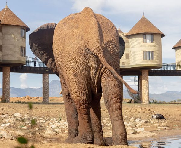 2 Days Tsavo East And Saltlick safari lodge