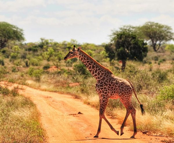 2 Days Tsavo East & West National Park