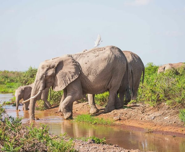 4 Days Tsavo West, Amboseli & Tsavo East