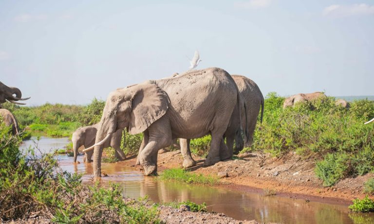 4 Days Tsavo West, Amboseli & Tsavo East