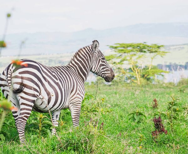 5 Days, Aberdares, Maasai Mara, Nakuru National park