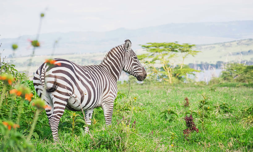 National Game Park