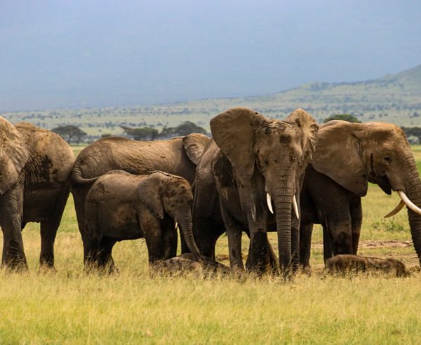 3 Days Tsavo East And Amboseli