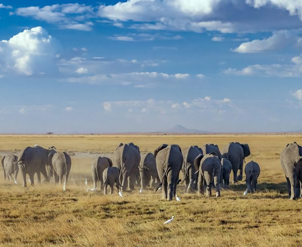 5 Days Tsavo East, West, Amboseli & Saltlick