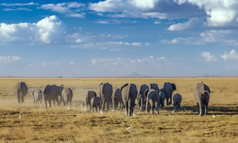 5 Days Tsavo East, West, Amboseli & Saltlick