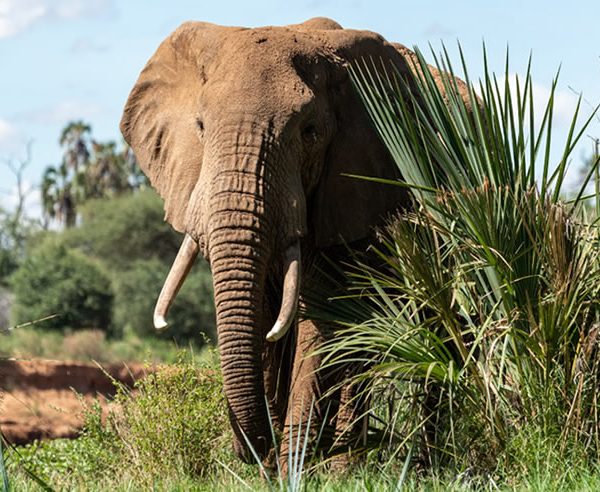 6 Days, Samburu, Nakuru, Mara