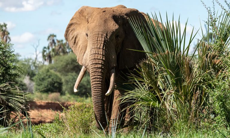 6 Days, Samburu, Nakuru, Mara