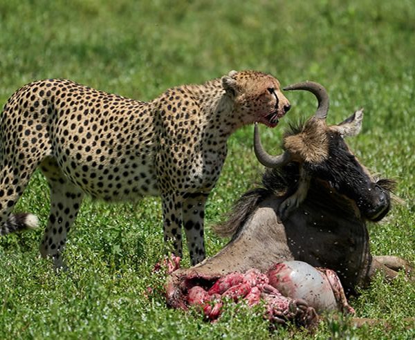 8 Days 7 Nights Jambo Kenya Safari