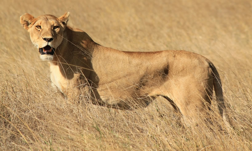 National Game reserve