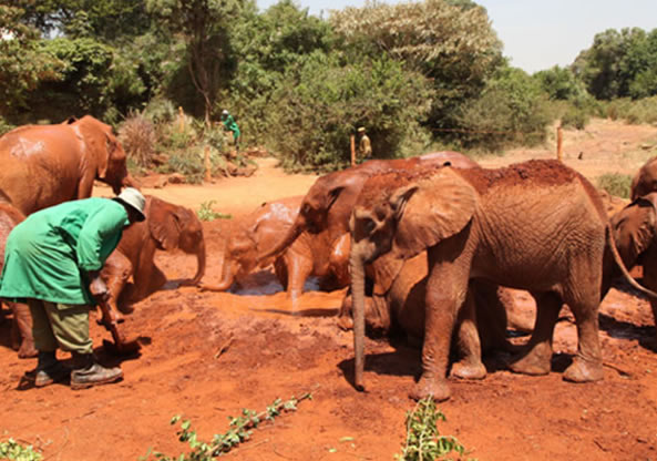 David Sheldrick Elephant Orphanage