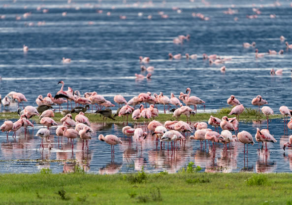 2 Days 1night Lake Nakuru