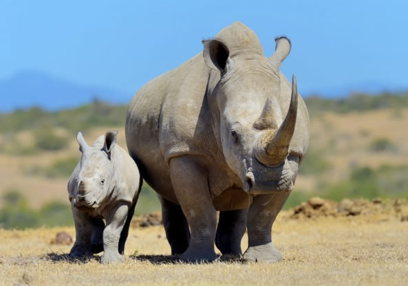 1 Day Ol Pejeta Excursio