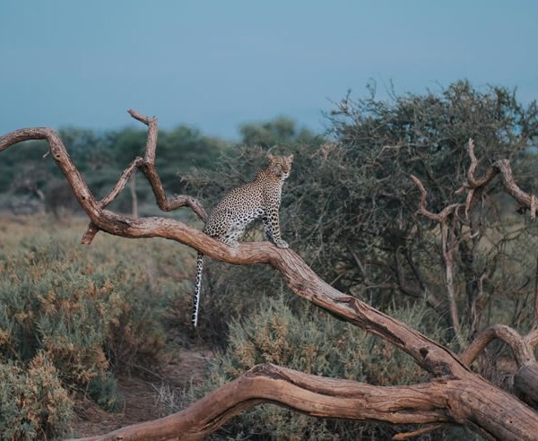 7 Days Safari Samburu,Aberdares, Lake Nakuru,  & Masai Mara