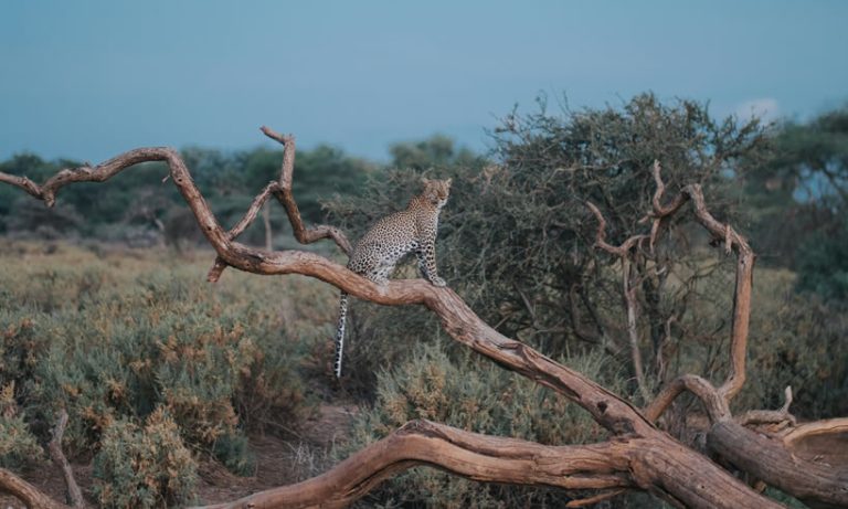 samburu_national_parrk_kenya_safaris