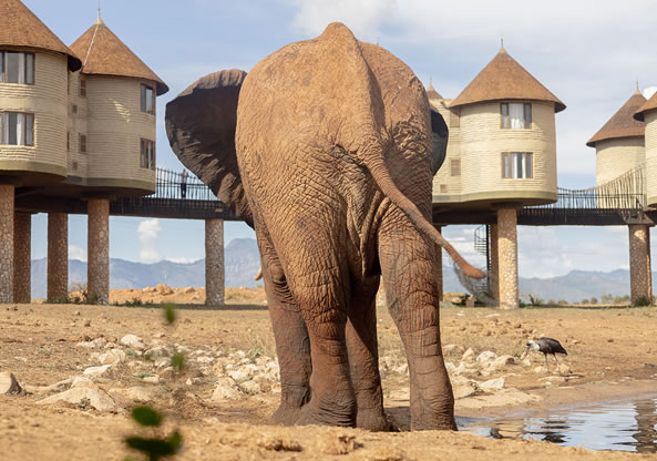4 Days  West, Amboseli, Saltlick Lodge